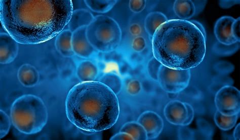 Researchers Identify Protein Essential For Making Stem Cells News