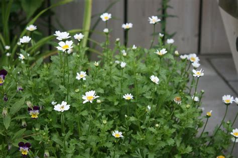 Photo Of The Leaves Of Creeping Daisy Mauranthemum Paludosum Posted