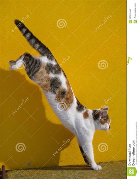 Cat Mid Air Jump Stock Photo Image Of Leap Patches 115652480