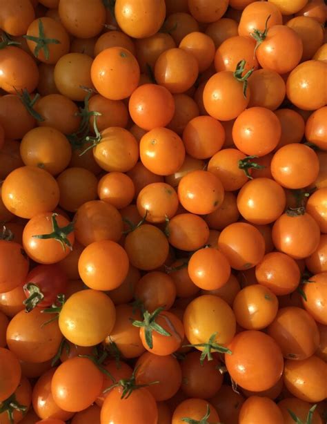 Cherry Tomatoes Product Categories Homeward Bounty Farm