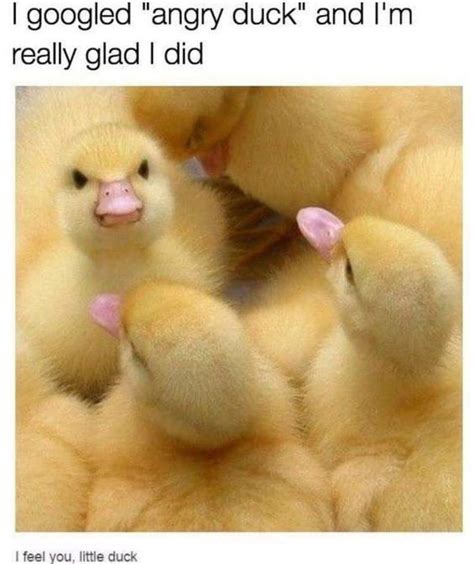 35 Duck Memes That Will Make You Quack All Day I Can Has Cheezburger