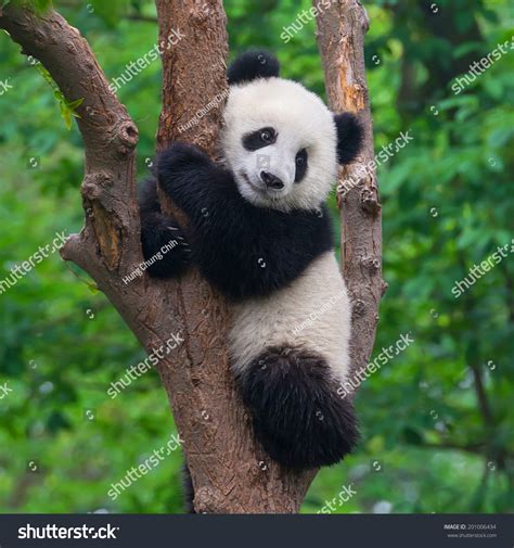 Cute Panda Tree Stock Photo 201006434 Shutterstock