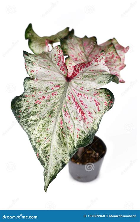 Exotic Caladium Candyland Plant With Beautiful White And Green Leaves