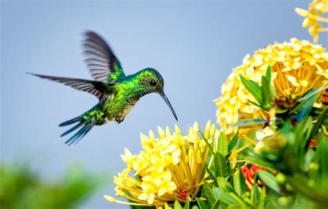 Bird Pollination Can Be Advantageous For Plants