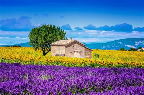 Lavendelvelden In De Provence Holidaygurunl