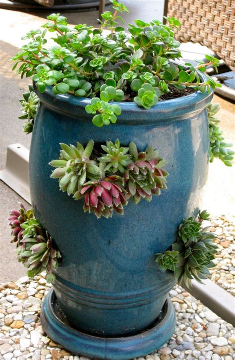 Find a strawberry container at your local garden center. Protected Blog › Log in | Strawberry pots, Succulents ...