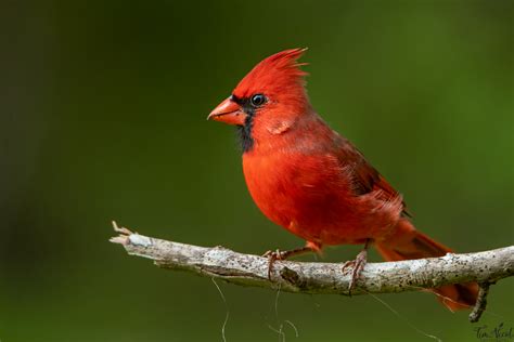Northern Cardinal Shutterbug
