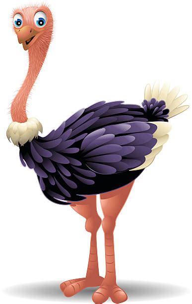 Best Ostrich Illustrations Royalty Free Vector Graphics And Clip Art