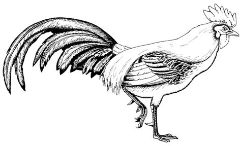 Gallo Animales Dibujos Para Colorear E Imprimir Gratis