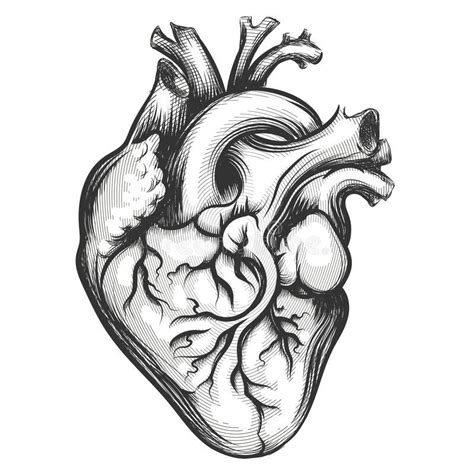 Coração Humano Coração Humano Desenho Coração Desenho Tatuagem De