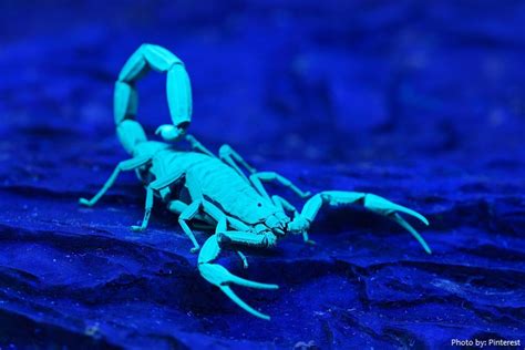 Interesting Facts About Scorpions Just Fun Facts