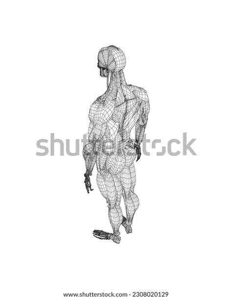 Human Body Anatomy Male Man Wireframe Stock Vector Royalty Free