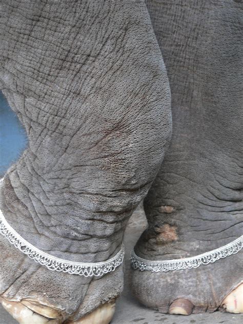 Elephant Legs Jppandith Flickr