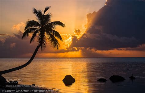 New On 500px Tropical Paradise With Palm Trees Scenic Sunrise By