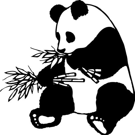 Giant Panda Free Stock Photo Illustration Of A Giant Panda Eating