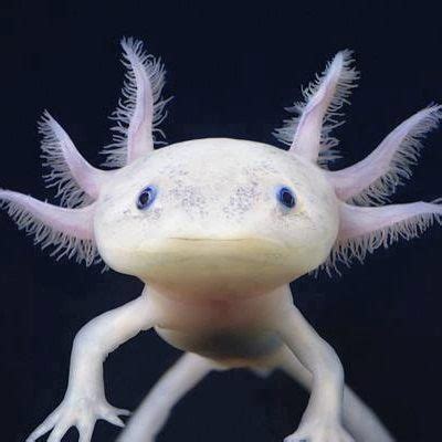 The Axolotl Ambystoma Mexicanum Also Known As The Mexican Walking