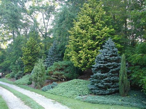 Also any suggestion for trees as well? Mixed evergreen tree screen, conifers. | Evergreen ...