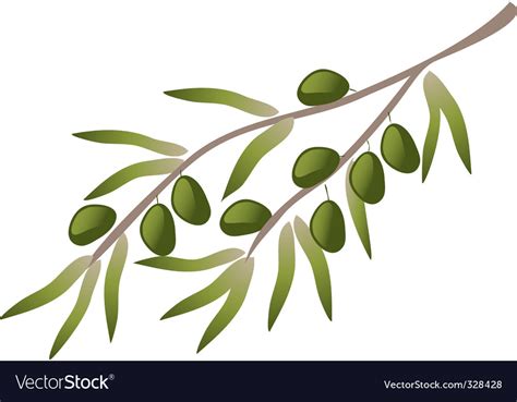 A Branch Olive Tree Royalty Free Vector Image Vectorstock