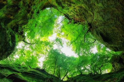 Free Images Tree Nature Sunlight Formation Cave Green Jungle