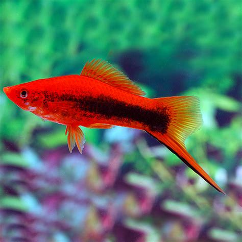 Swordtail Randika Aquarium