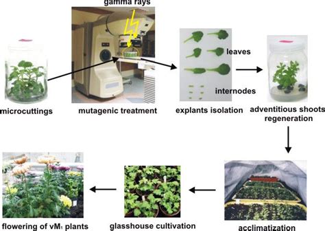 Mutation In Plants