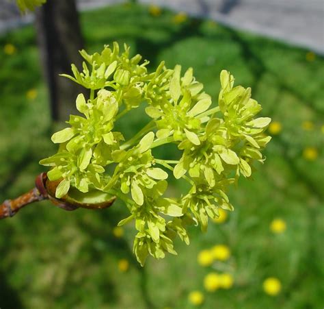 Acer Platanoides Norway Maple Go Botany