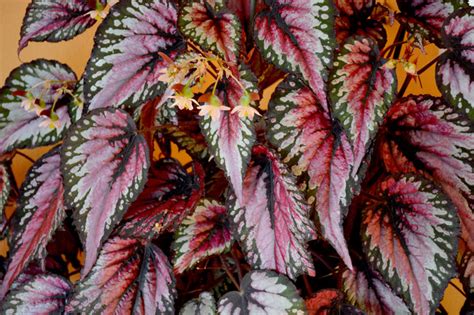 Rex Begonia Care Indoors Simple Tips For Success Smart Garden Guide