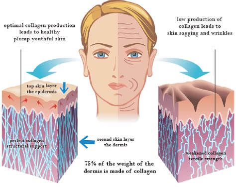 Skin Care Advice Blog How To Naturally Increase Collagen Production