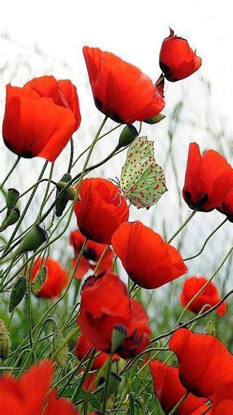 720p Free Download Red Poppies Poppies Red Hd Phone Wallpaper Peakpx