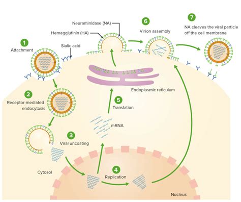 Influenza Viren Inkubationszeit Symptome Lecturio