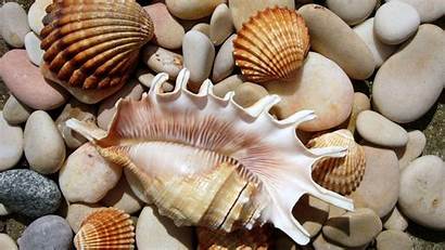 Seashells Rocks Shells Sea Seashell Shell Desktop
