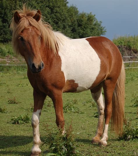 Iceland Pony Horse Patched Free Photo On Pixabay