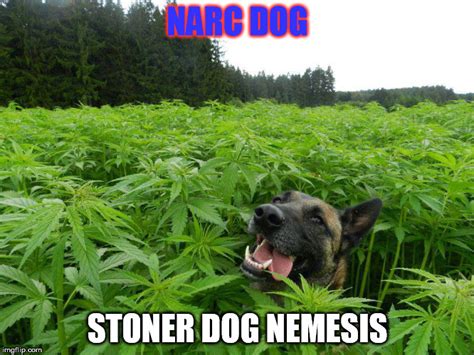 Image Tagged In Stoner Dog Imgflip
