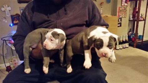 Maybe you would like to learn more about one of these? Blue nose Razor edge/American Pitbull Terrier Puppies for ...