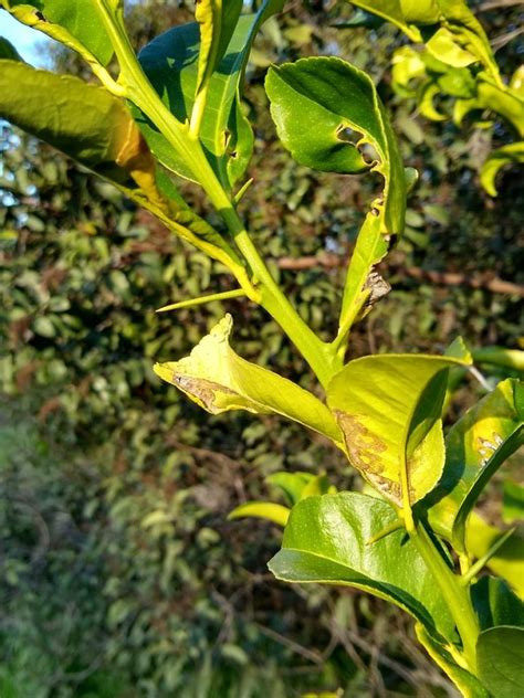 Rootstocks for tree fruit crops apple growers have had an arsenal of clonal rootstocks to select from which were developed through breeding in england. Beware of rootstock suckers on citrus trees - Greg Alder's ...