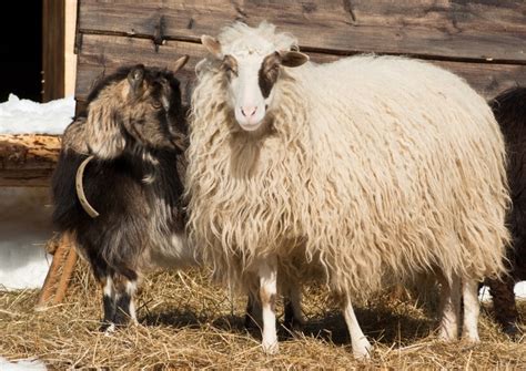 Can Sheep And Goats Breed What You Need To Know Pet Keen