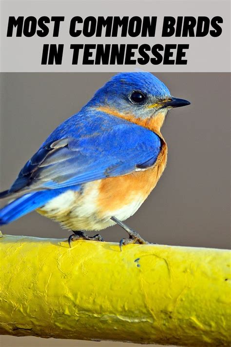 13 Common Birds In Tennessee Tn With Pictures