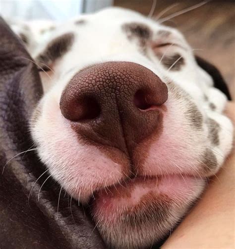 Boop My Nose ™ On Instagram “boop 👆 📷 Cuicadalmata 🐶 Dalmatian Boopmynose •” Dalmatian