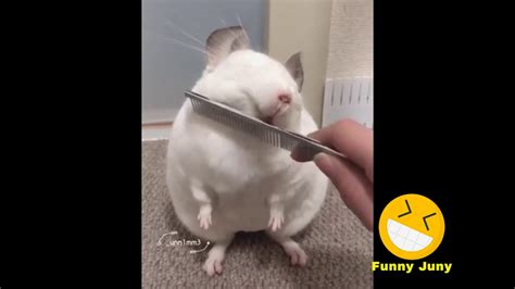 Try Not To Laugh 🐹 Funny Hamsters 🐹 🤣videos Compilation🤣 Youtube