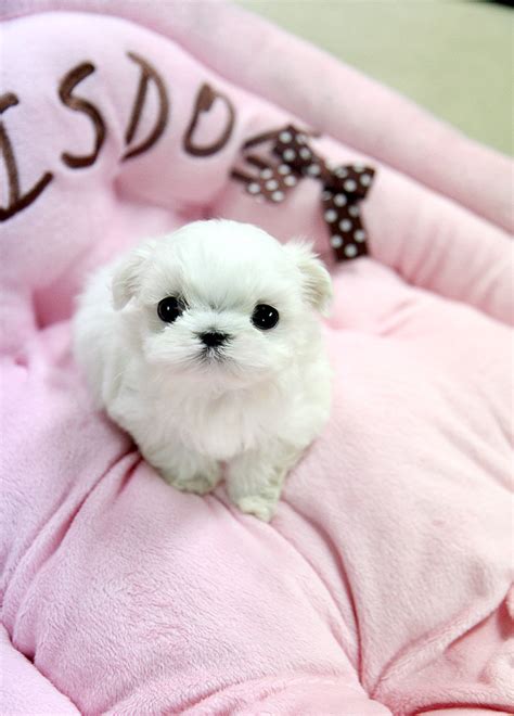 Adorable Teacup Maltese Puppy This Teacup Maltese Puppy Is Flickr