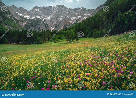 Alpine Nature Scenery With Colorful Wildflowers On The Green Fields