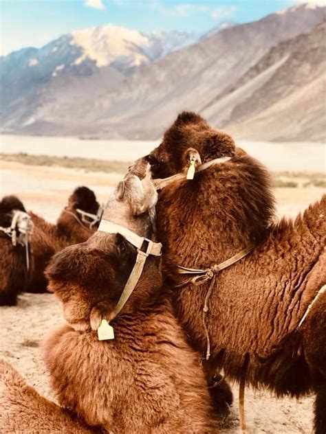 Double Hump Camel In Nubra Valley By Imagesuren On Youpic