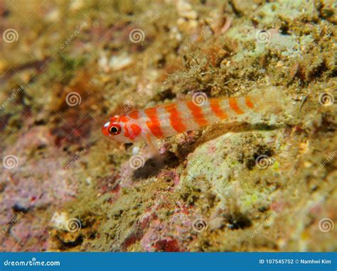 Goby Fish On The Coral Stock Photo Image Of Scuba Micro 107545752