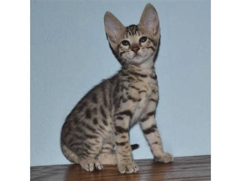 6 Beautiful F1 Savannah Kittens For Sale Cats And Kittens