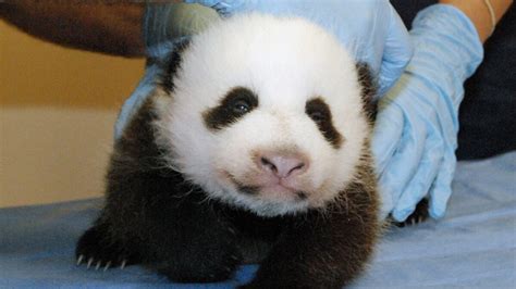 National Zoos Baby Panda Healthy Active