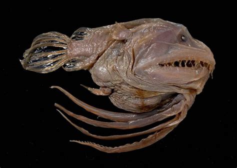 Absurd Creature Of The Week The Anglerfish And The