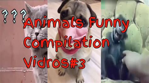 Animals Funny Compilation Videos 3 Youtube