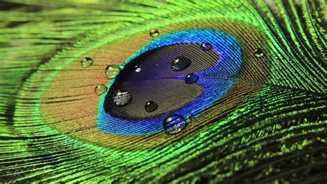 Beautiful colorful peacock feather with raindrops