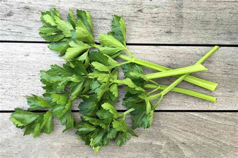 How To Use Celery Leaves Allrecipes