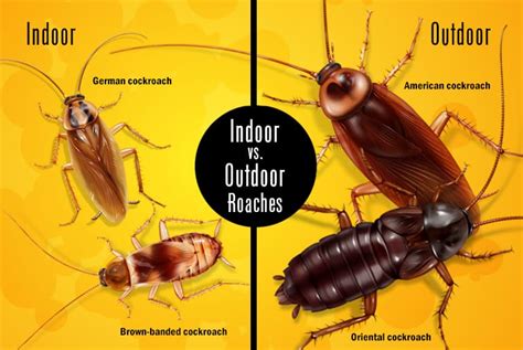 What Causes Roaches And Makes Them Go Away Pest Pointer